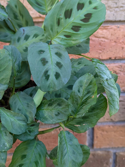 Maranta Kerchovenia
