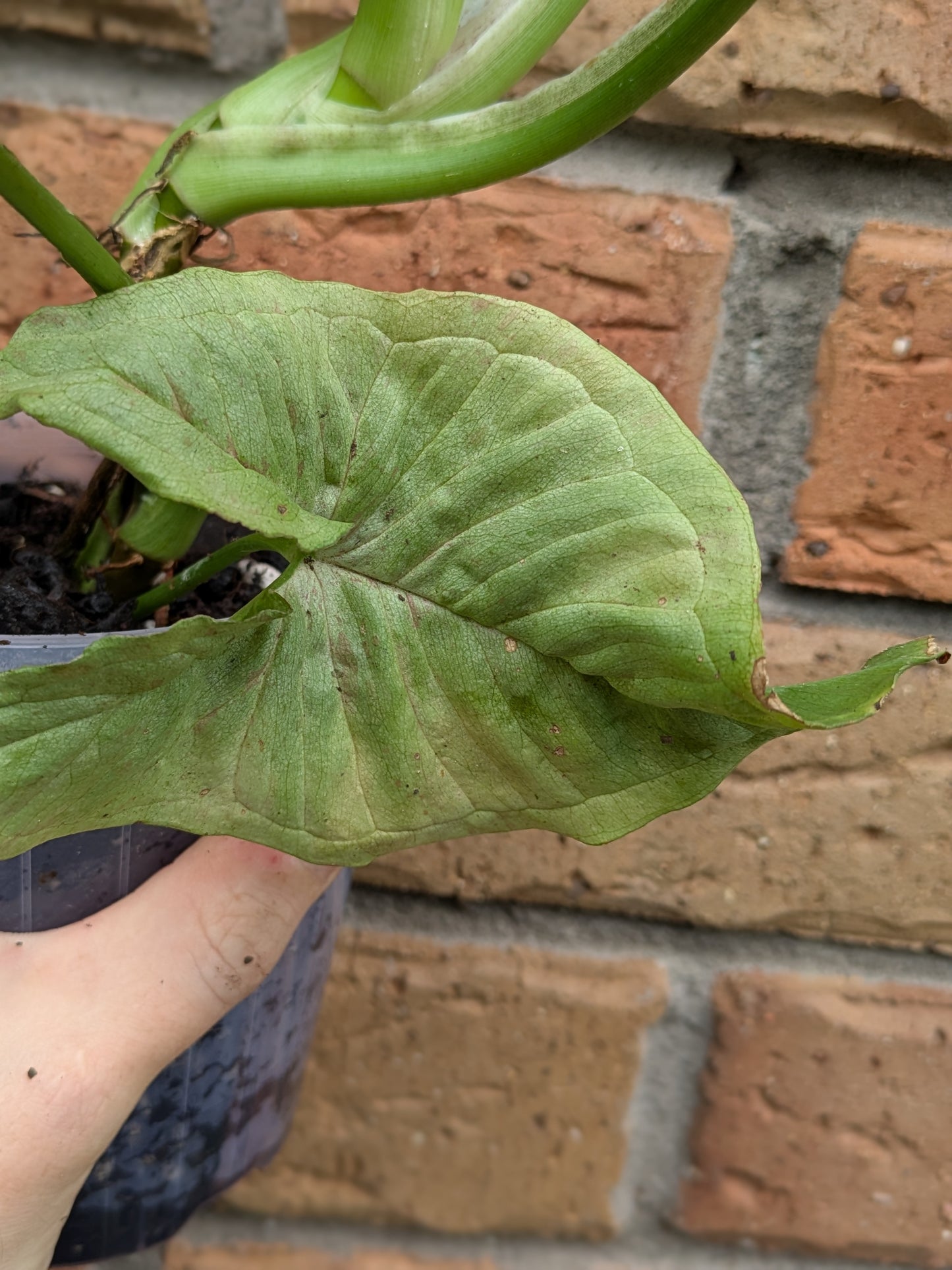 Syngonium Confetti