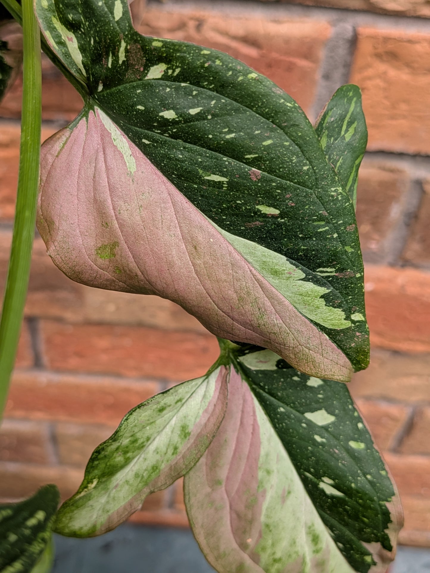 Syngonium Red Spot Tricolour