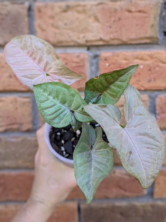 Syngonium Pink Spot
