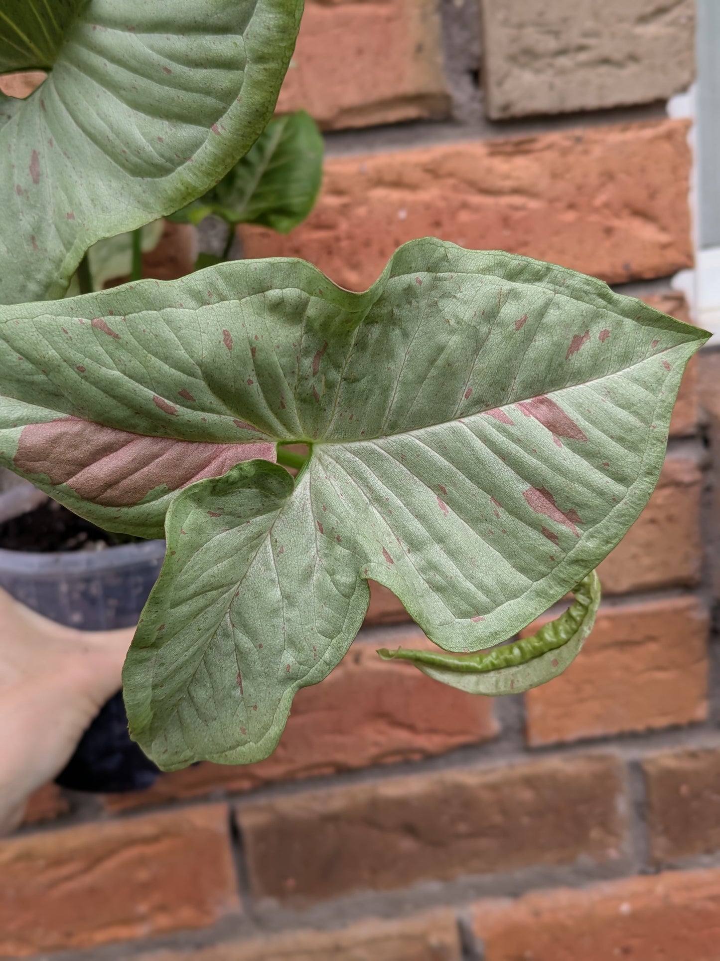 Syngonium Confetti