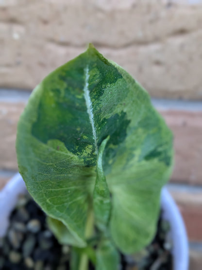 Syngonium Scrambled Eggs