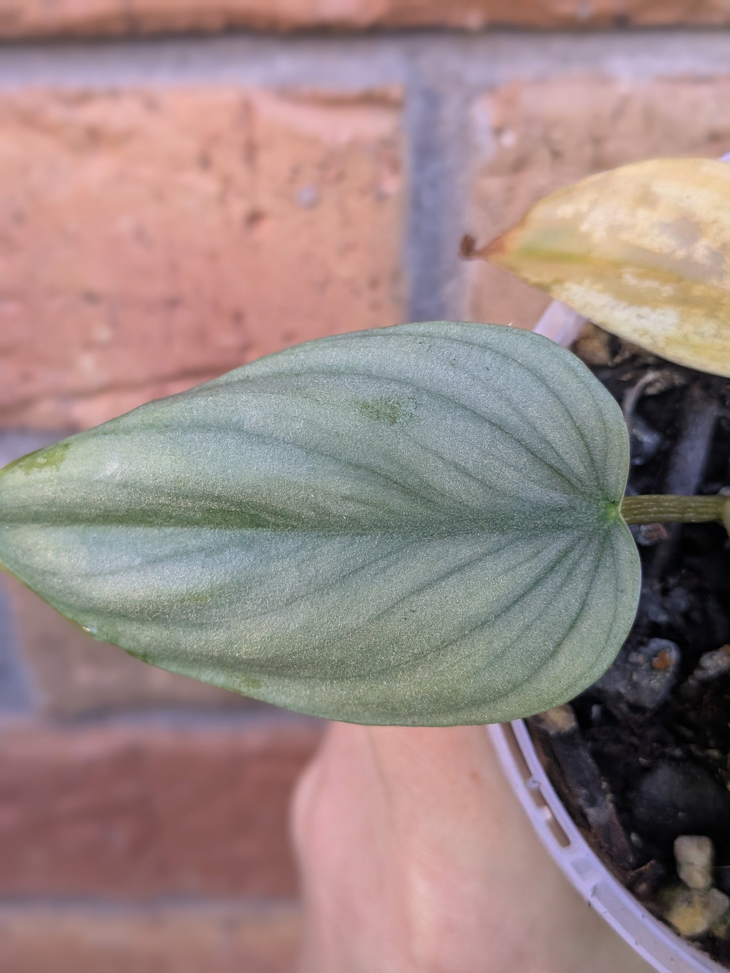 Philodendron Plowmanii