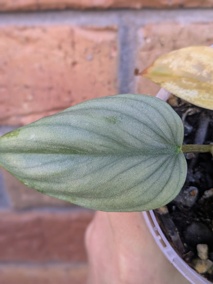 Philodendron Plowmanii