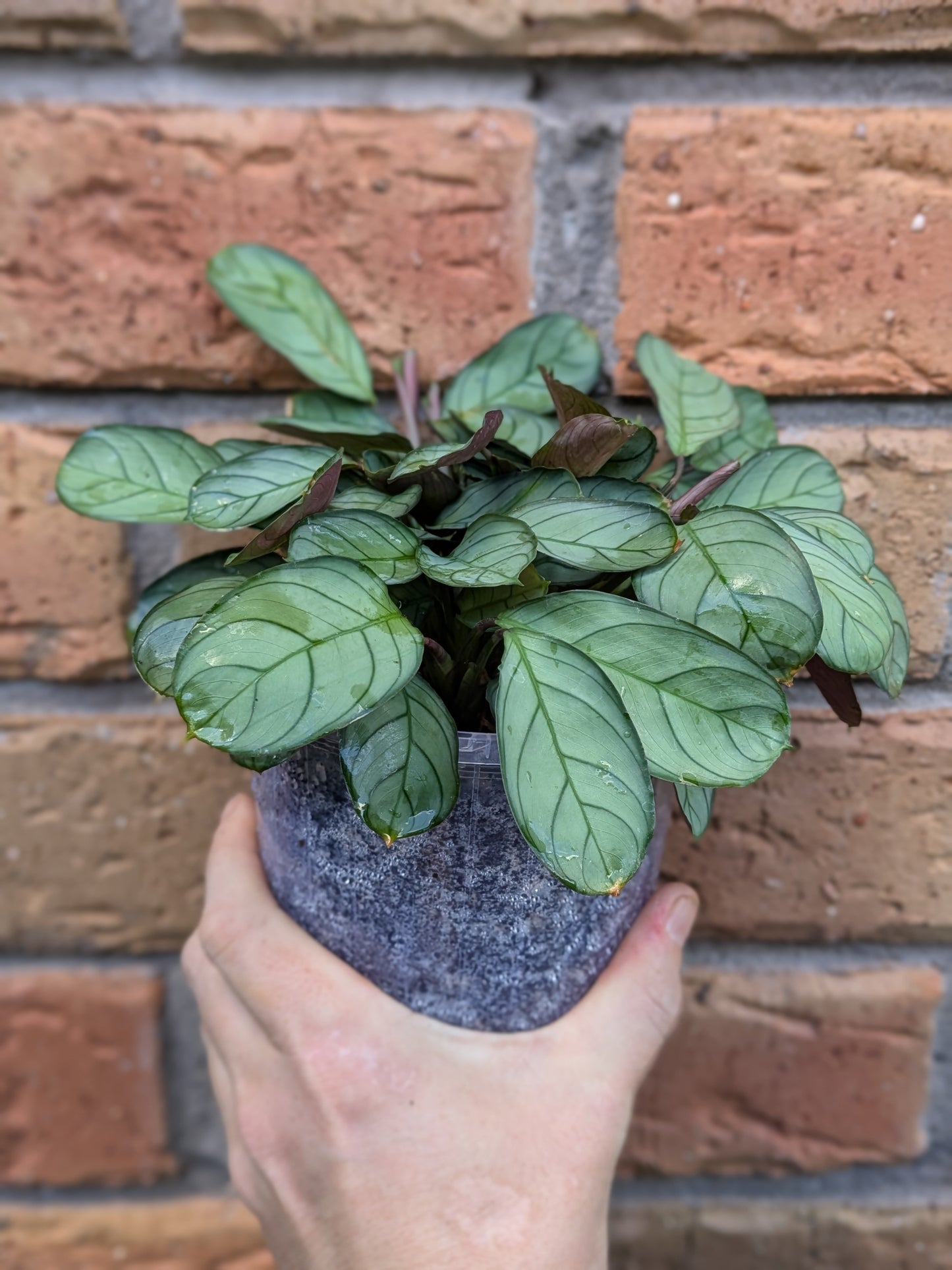 Ctenanthe Grey Star