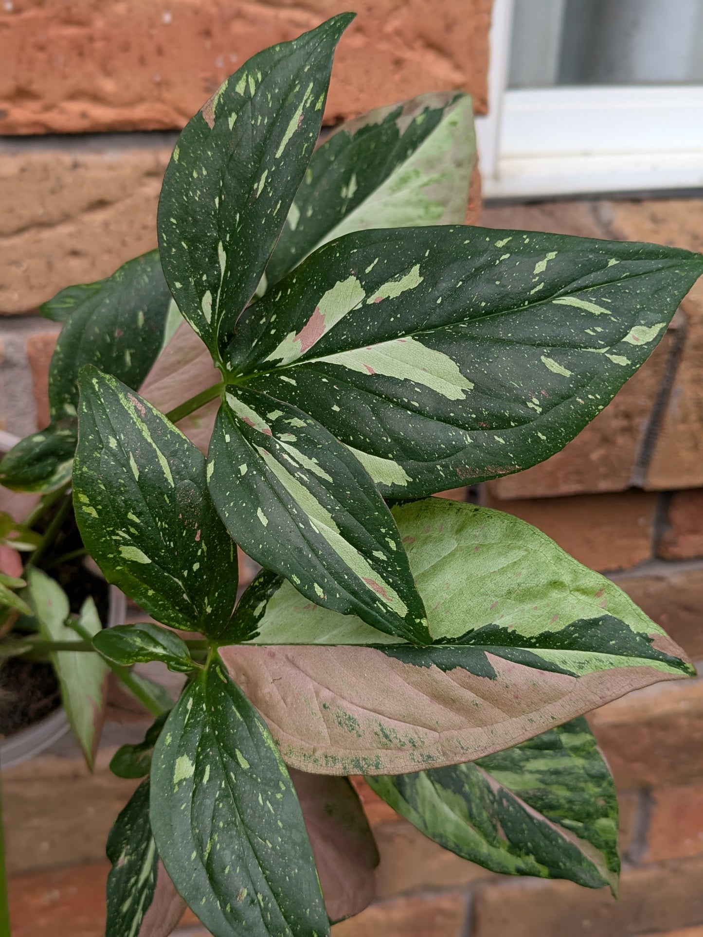 Syngonium Red Spot Tricolour