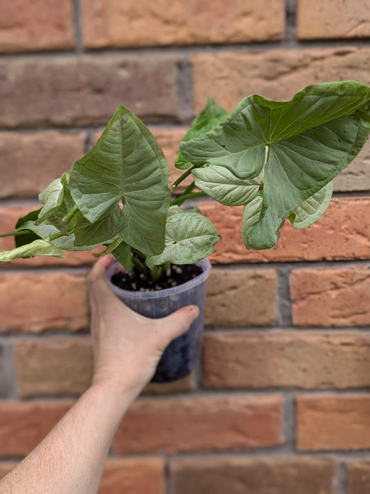 Syngonium Confetti