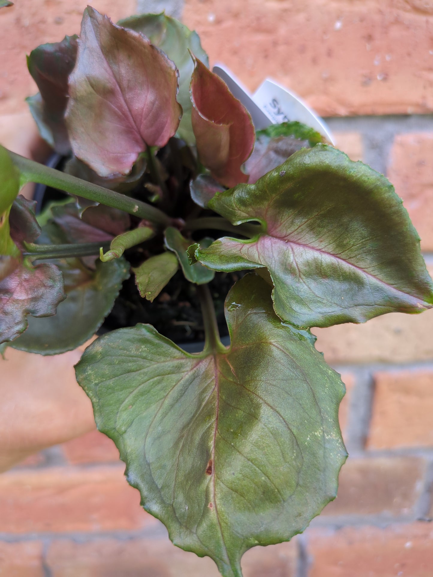 Syngonium Strawberry Ice