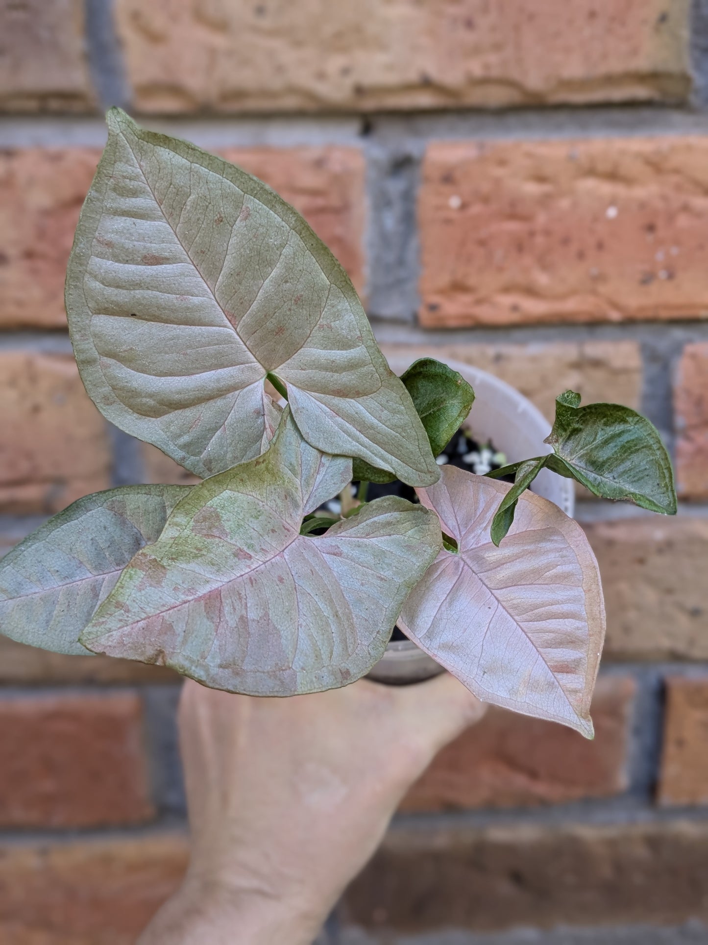 Syngonium Pink Spot