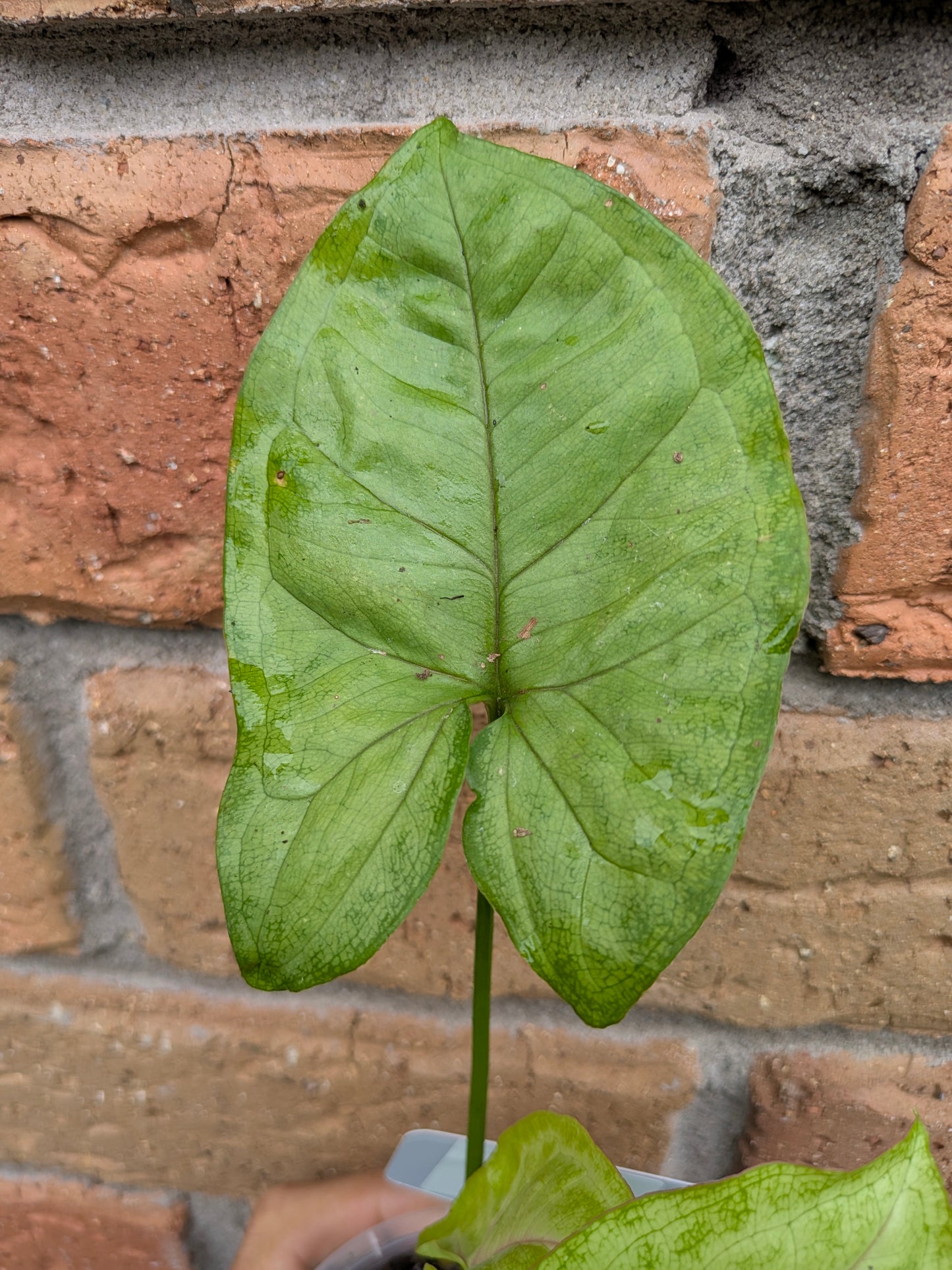 Syngonium Golden Allusion