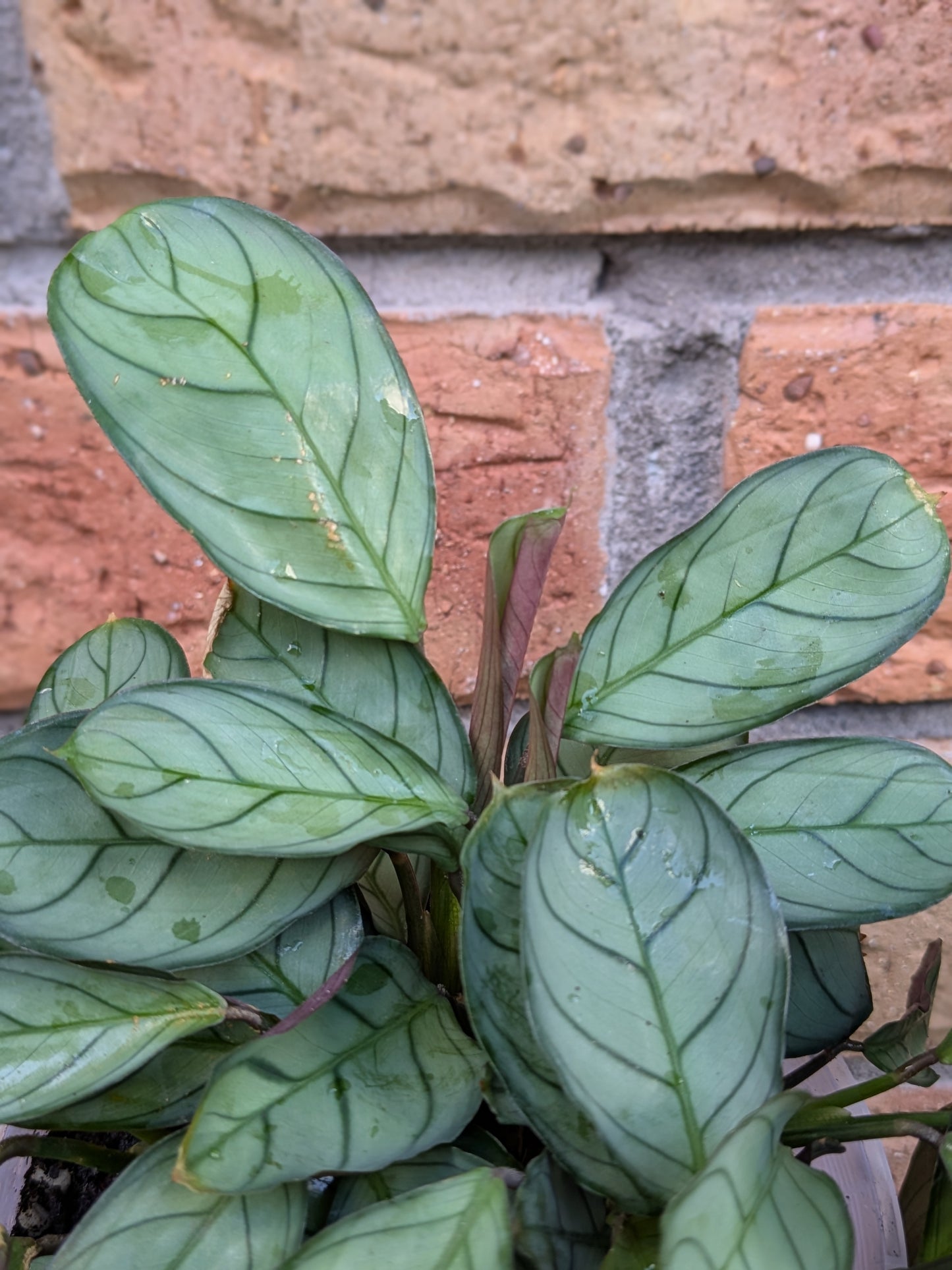 Ctenanthe Grey Star