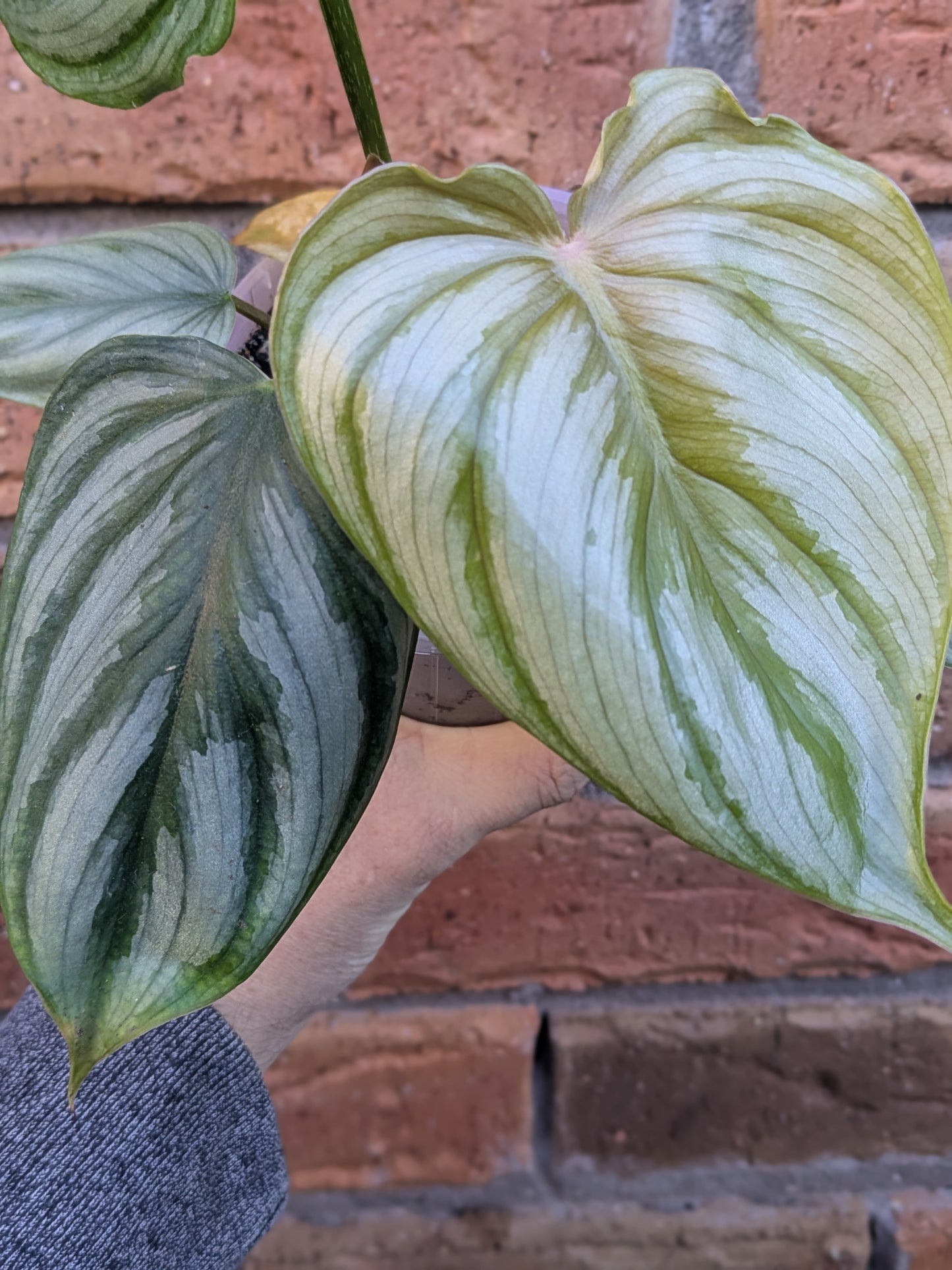 Philodendron Plowmanii
