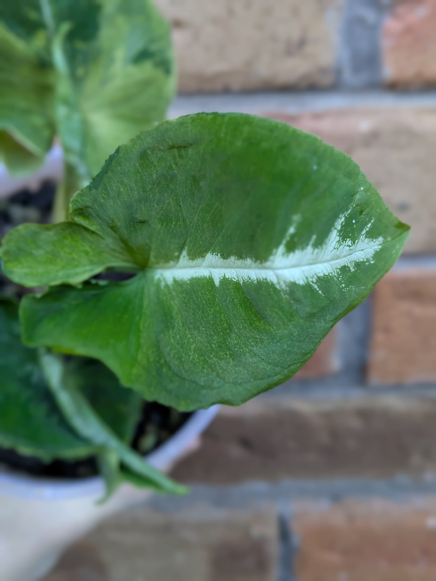 Syngonium Scrambled Eggs