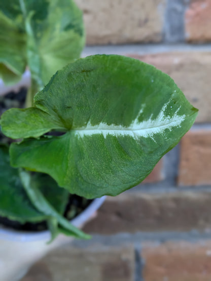 Syngonium Scrambled Eggs