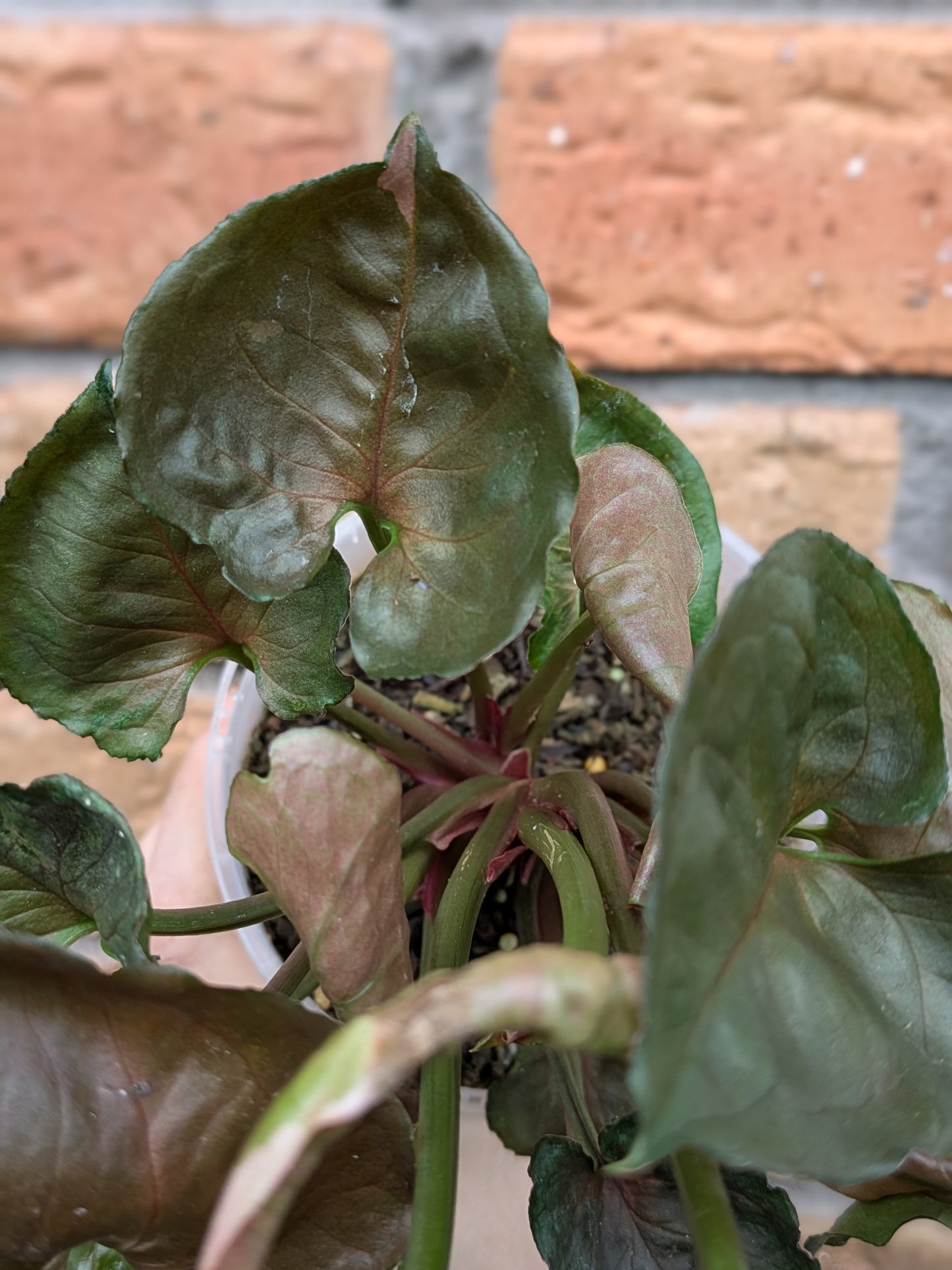 Syngonium Strawberry Ice