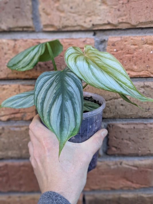 Philodendron Plowmanii