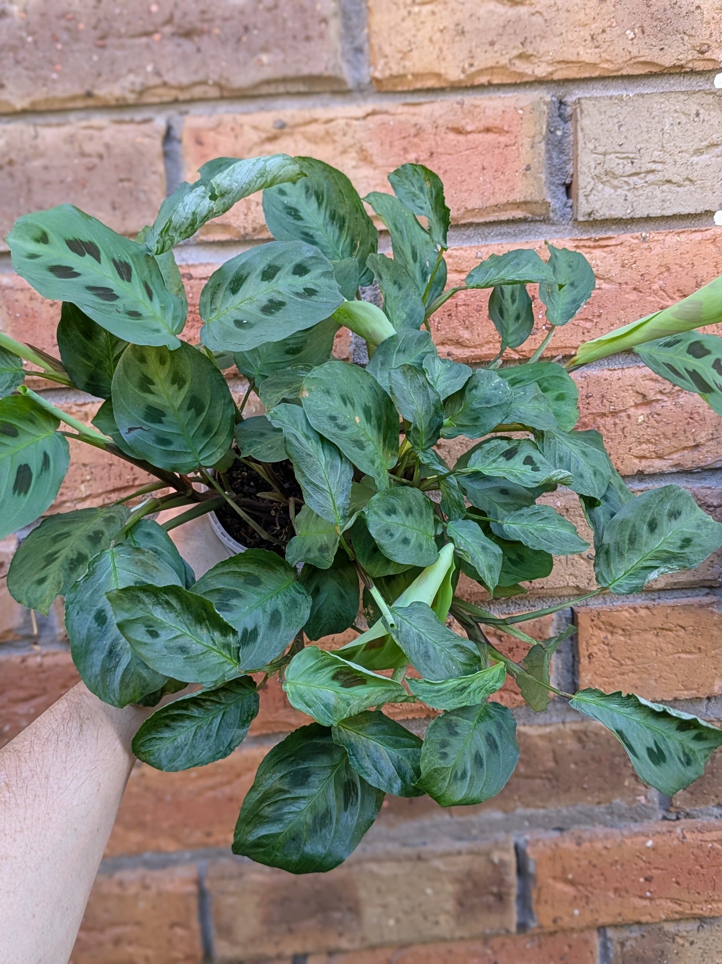 Maranta Kerchovenia