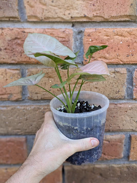 Syngonium Pink Spot