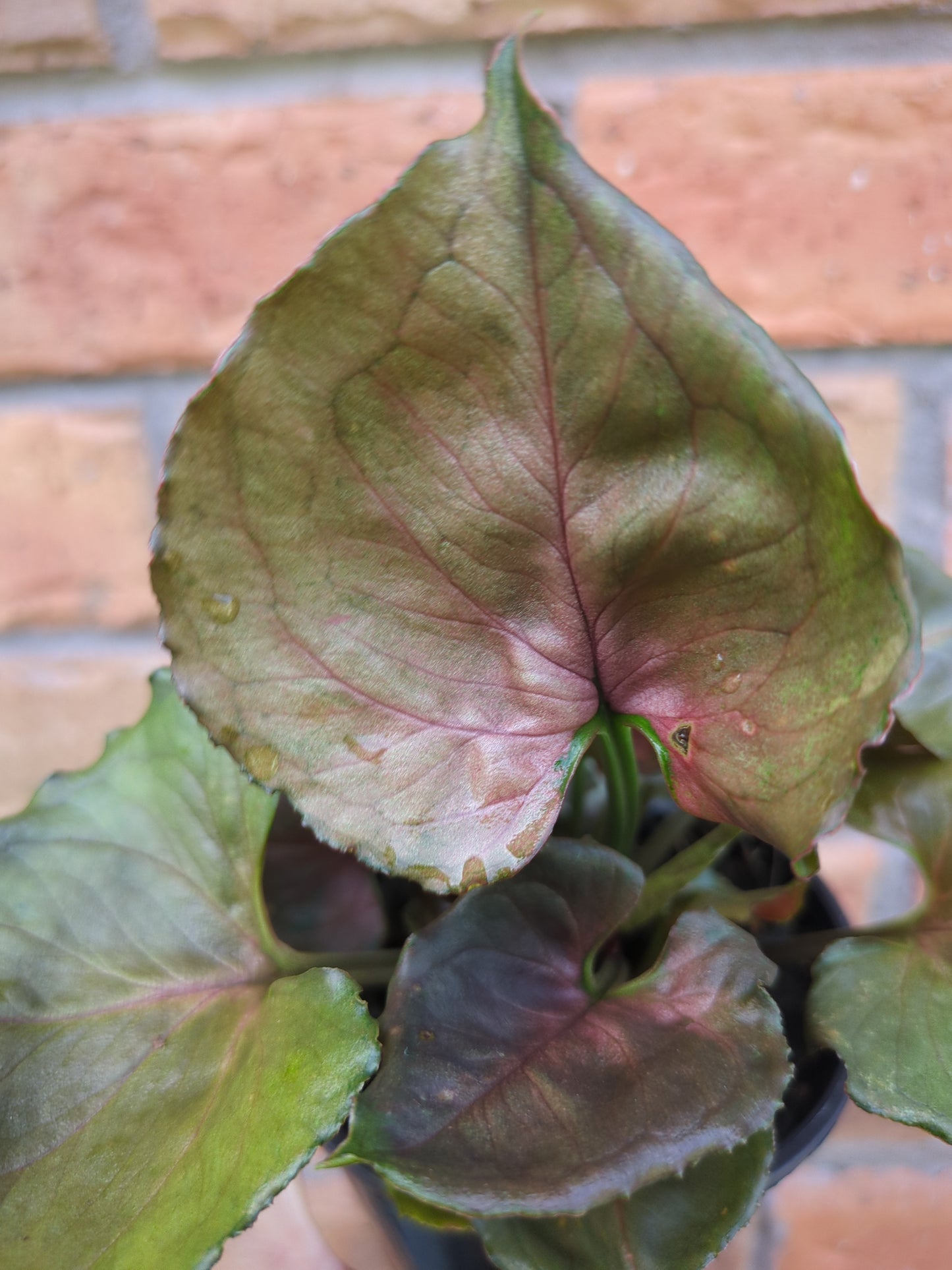 Syngonium Strawberry Ice
