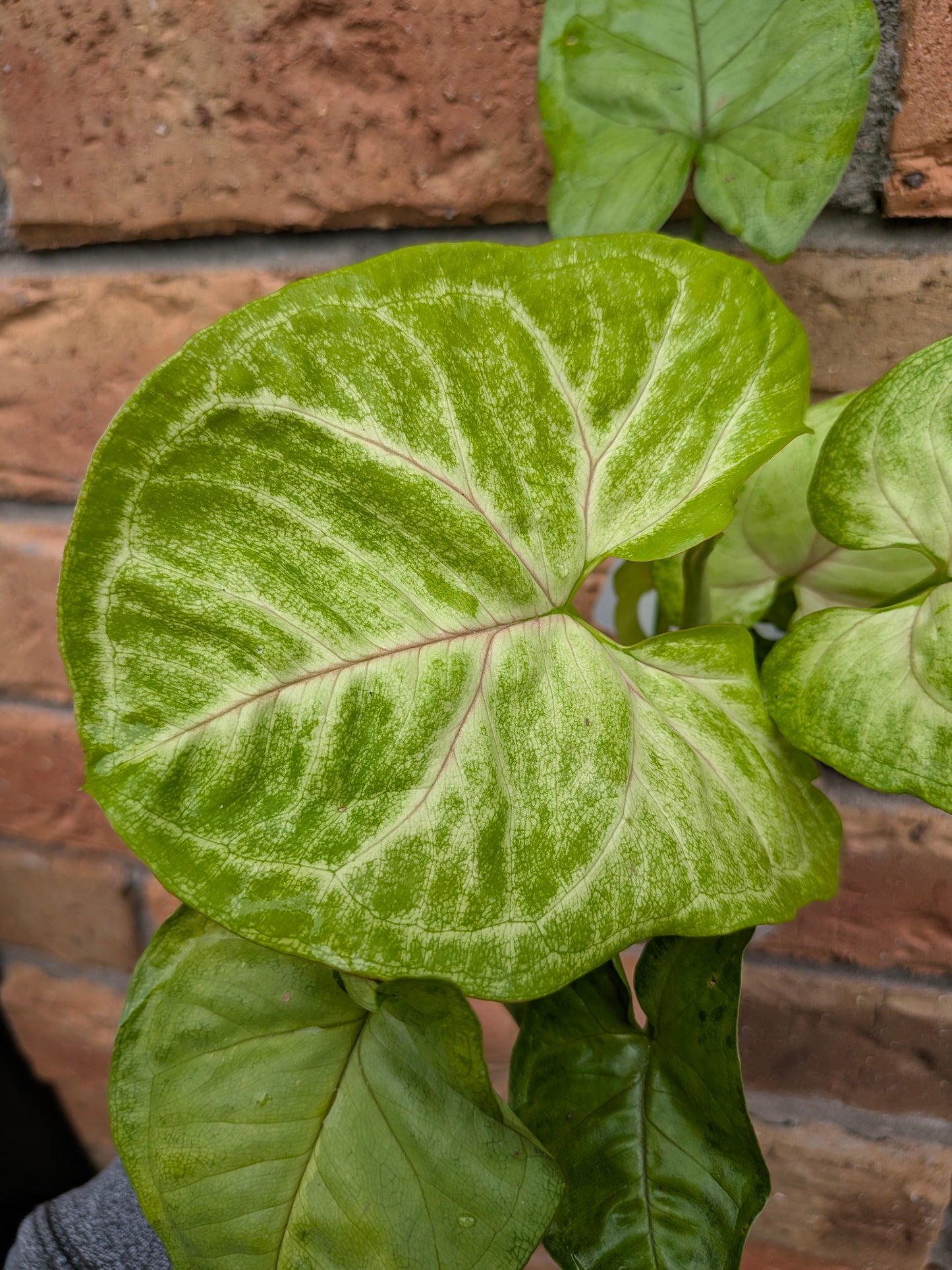 Syngonium Golden Allusion