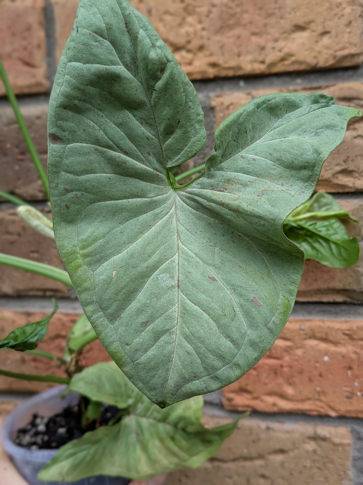 Syngonium Confetti