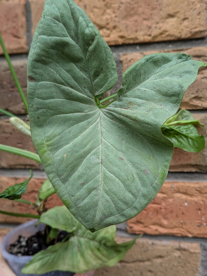 Syngonium Confetti