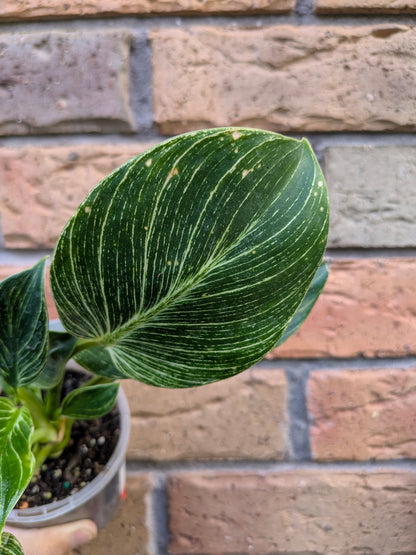 Philodendron Birkin