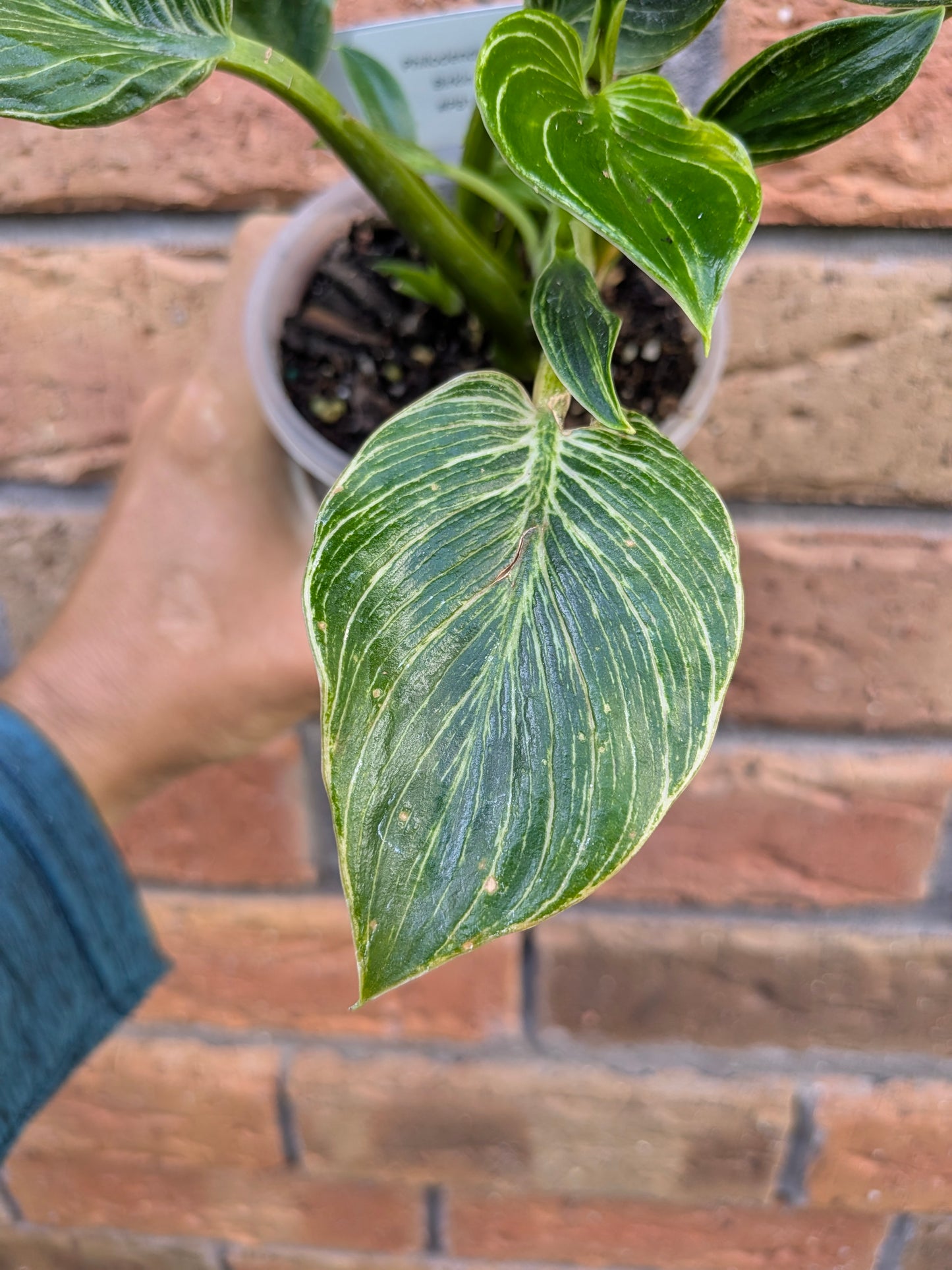 Philodendron Birkin