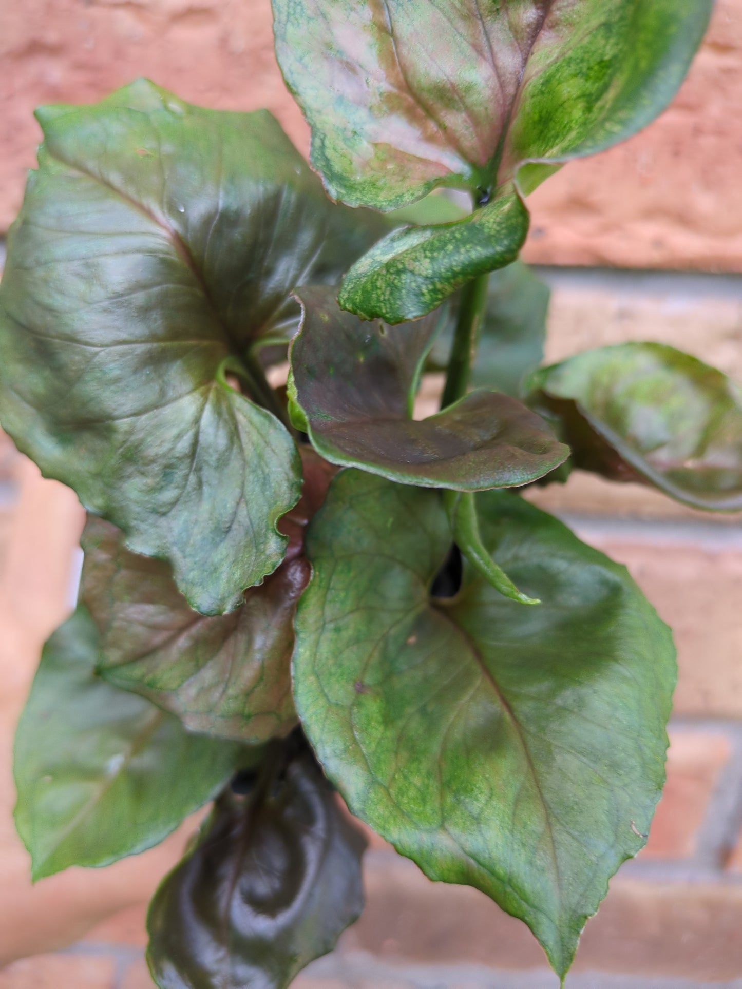 Syngonium Strawberry Ice