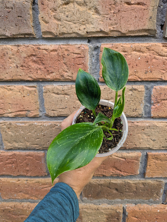 Philodendron Birkin