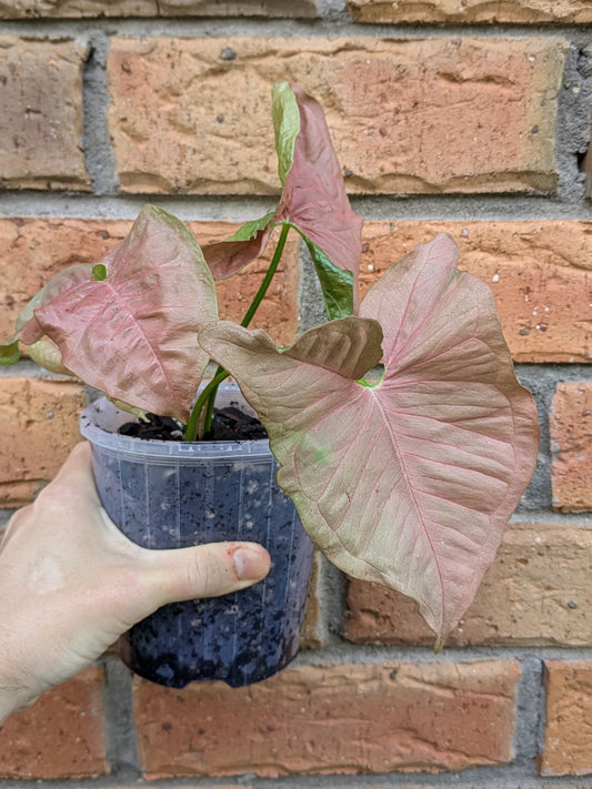 Syngonium Neon Pink