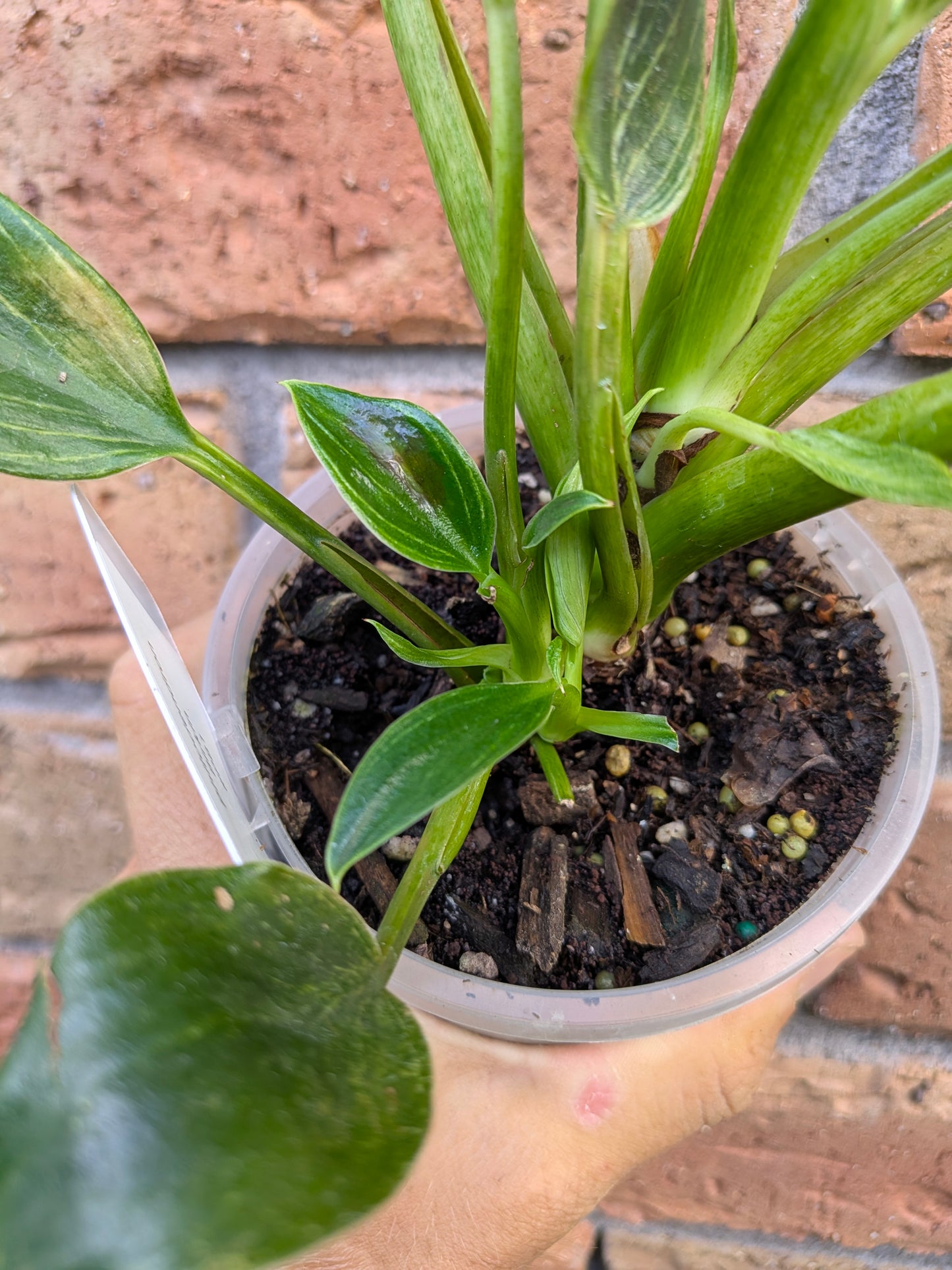 Philodendron Birkin