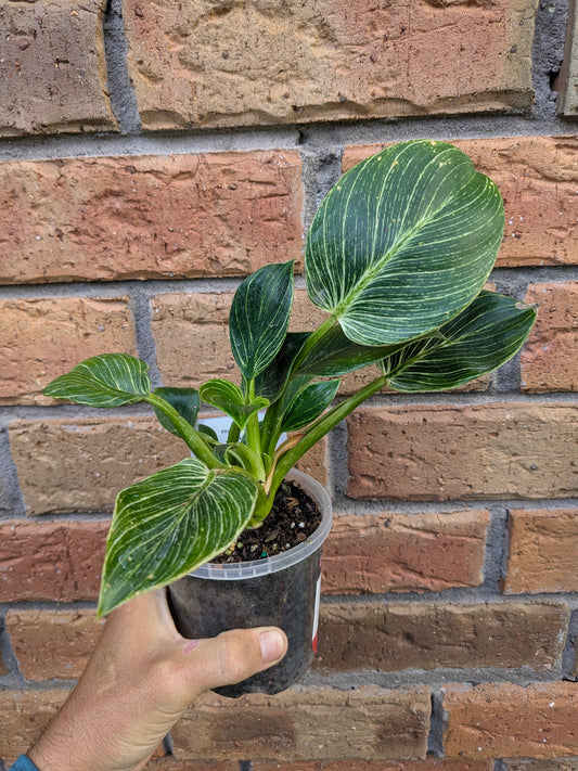 Philodendron Birkin
