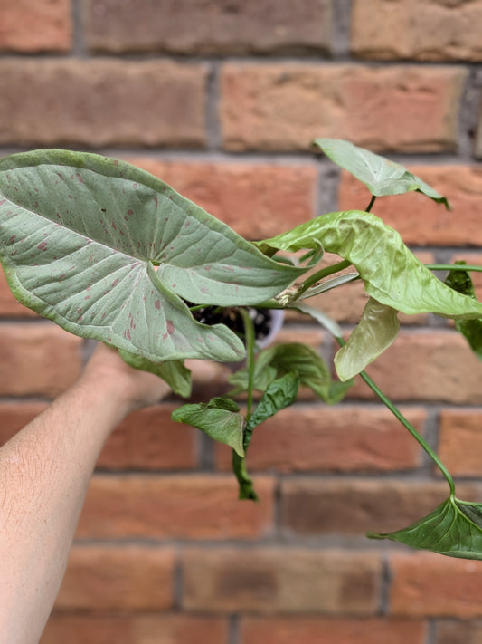Syngonium Confetti