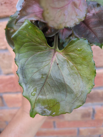 Syngonium Strawberry Ice