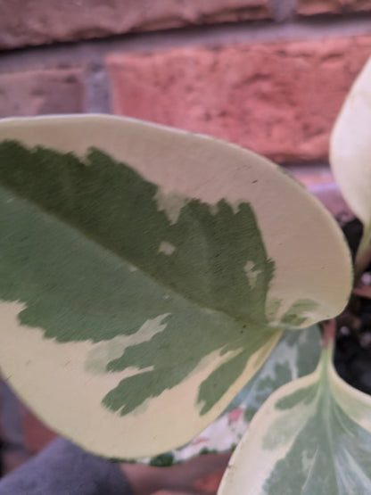 Peperomia Obtusifolia Variegata