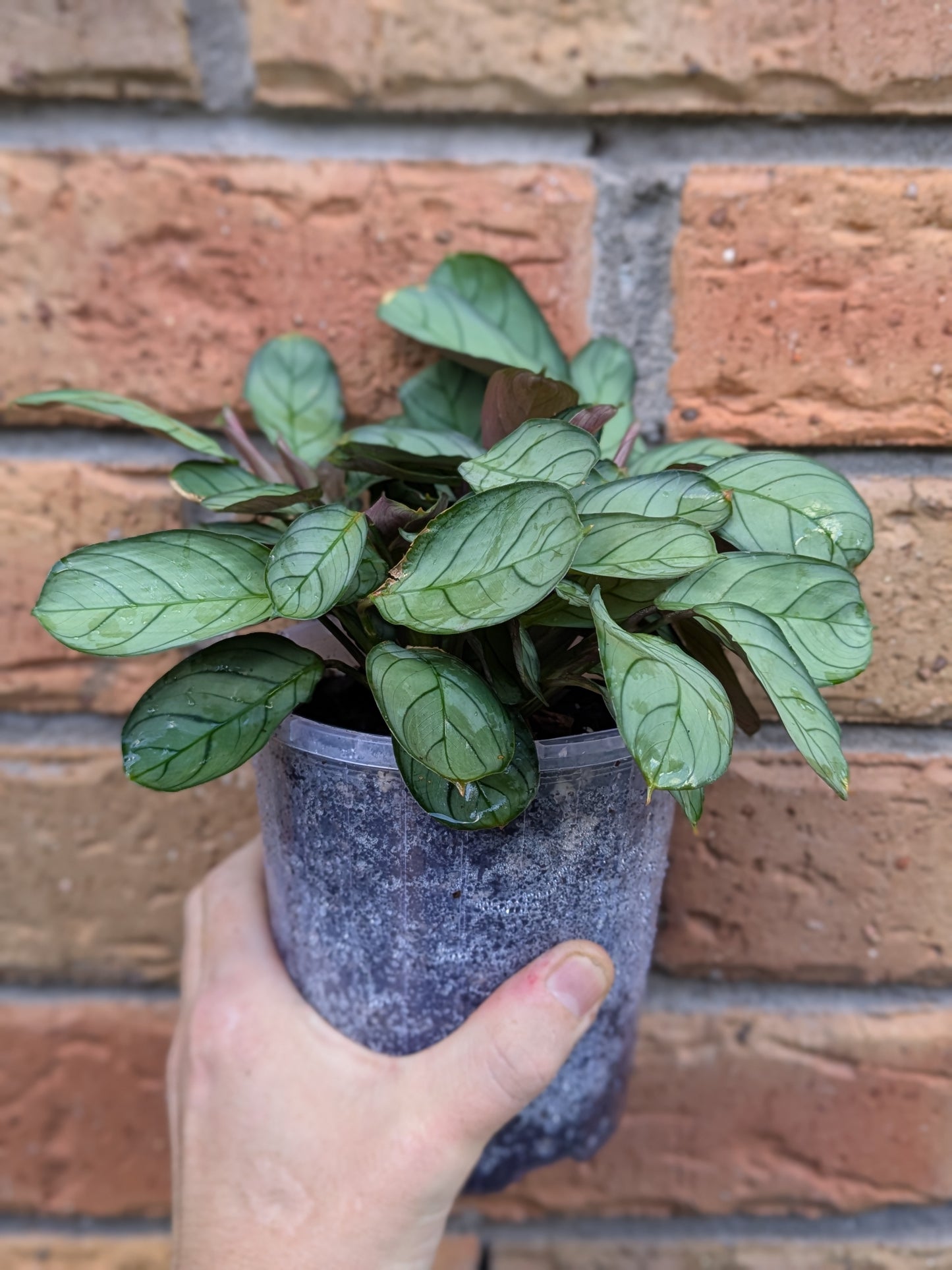 Ctenanthe Grey Star
