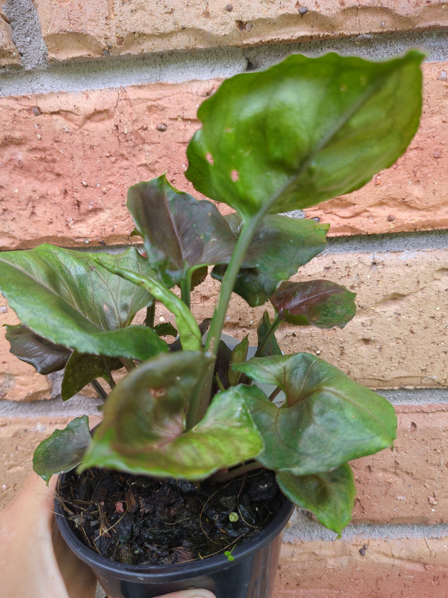 Syngonium Strawberry Ice
