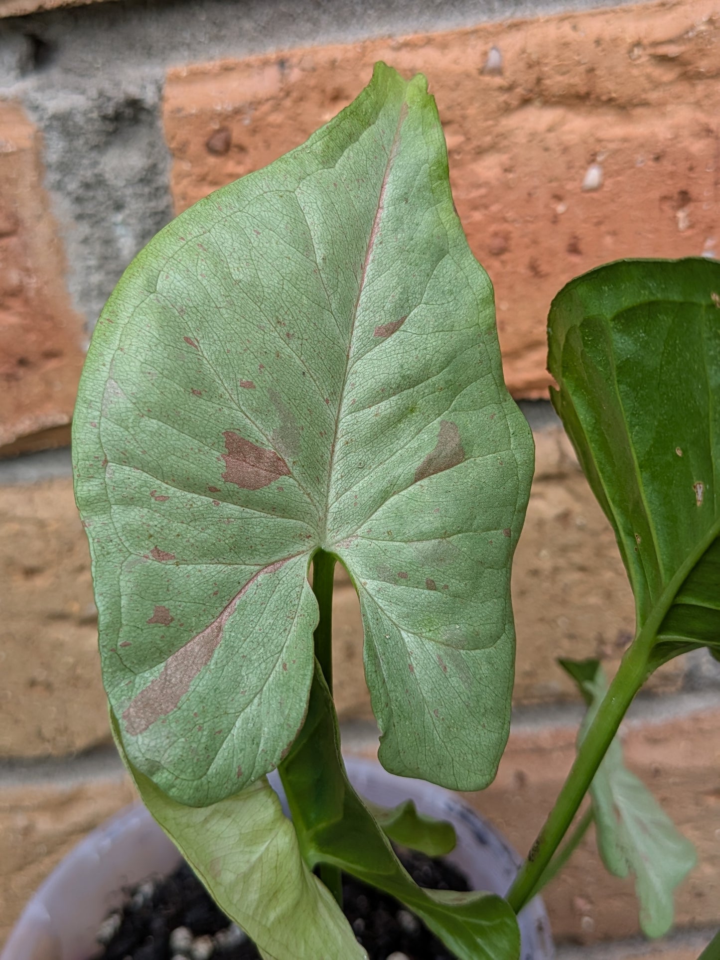 Syngonium Confetti