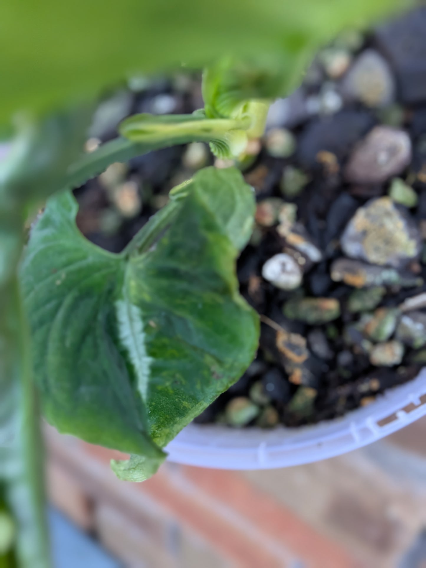 Syngonium Scrambled Eggs