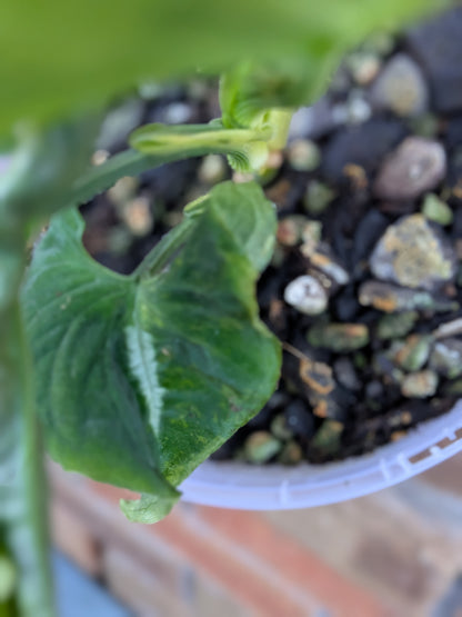 Syngonium Scrambled Eggs