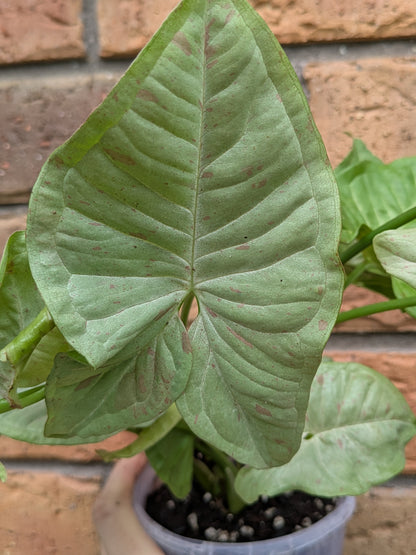 Syngonium Confetti
