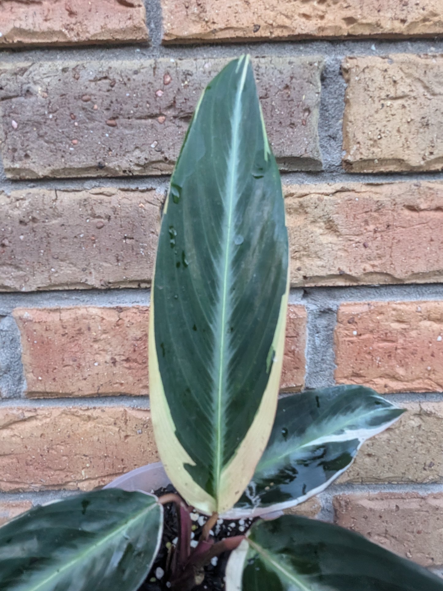 Stromanthe Tricolour