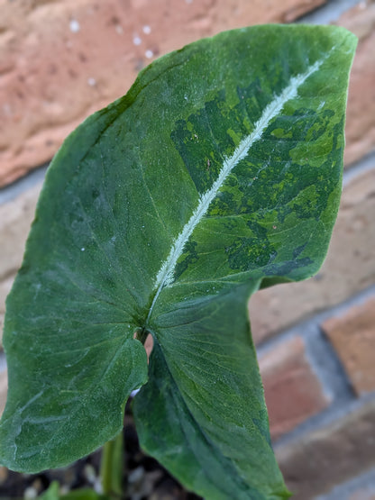 Syngonium Scrambled Eggs