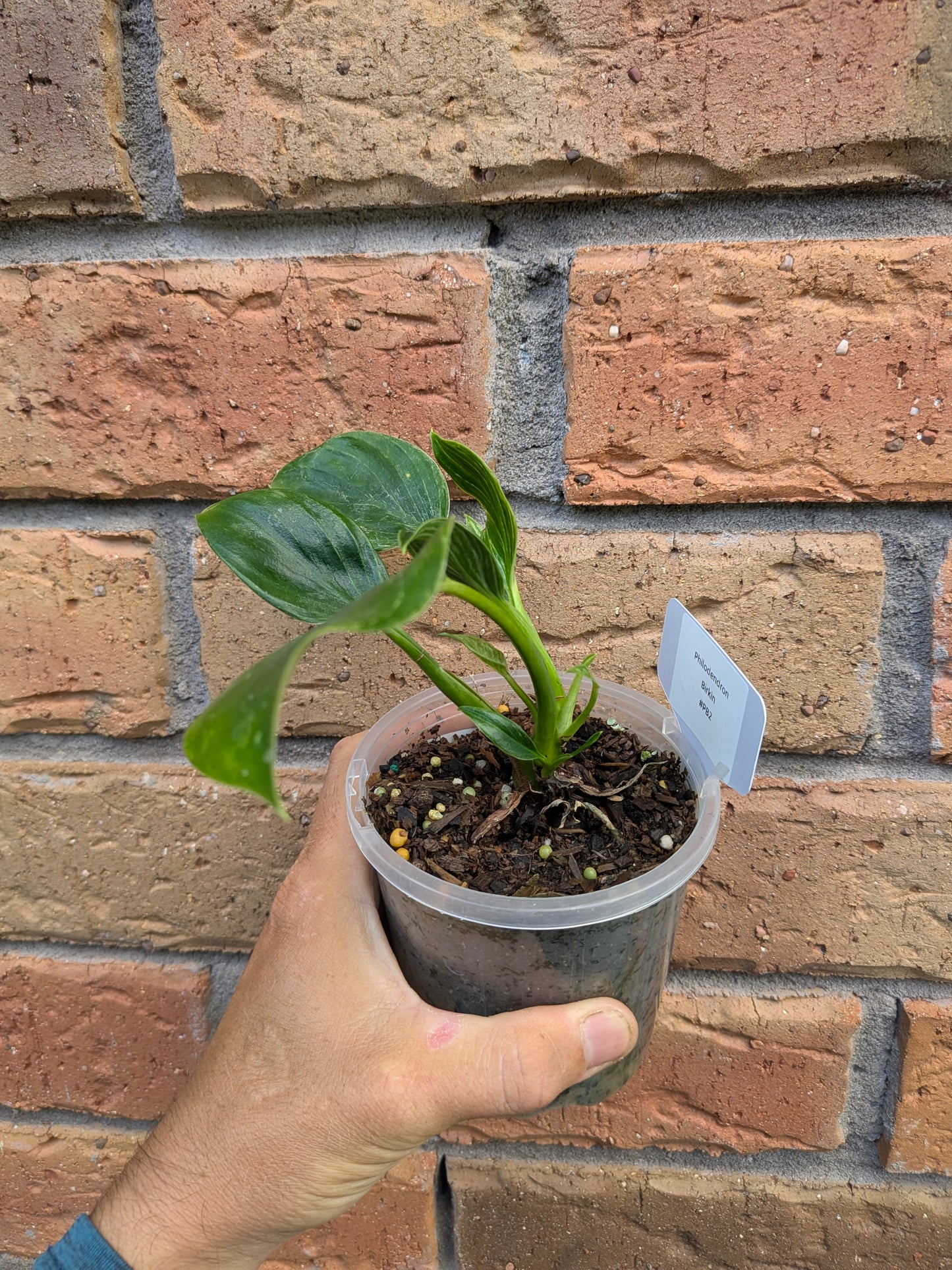 Philodendron Birkin