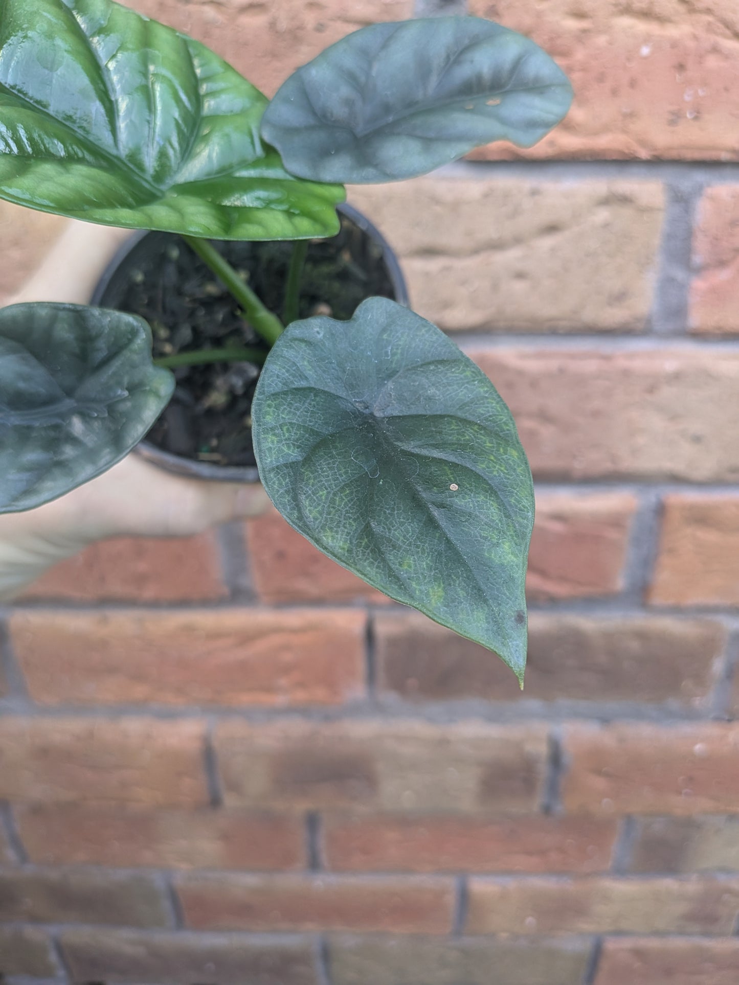 Alocasia Sinuata