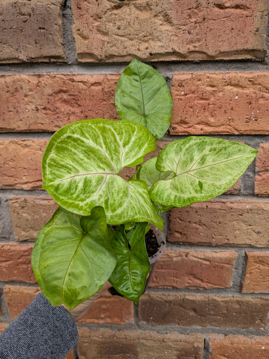 Syngonium Golden Allusion