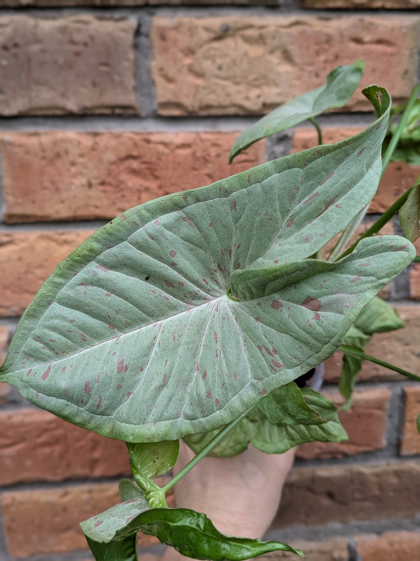 Syngonium Confetti