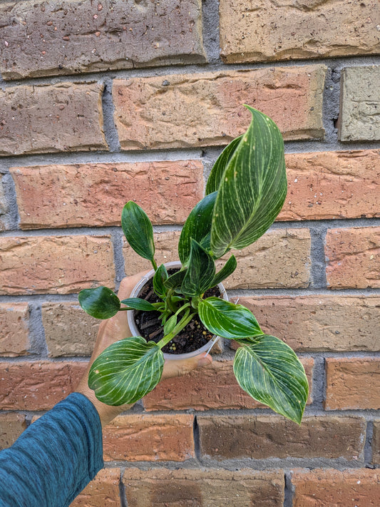 Philodendron Birkin