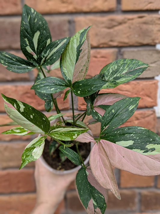 Syngonium Red Spot Tricolour